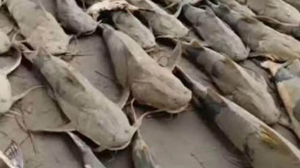 Bihar advises people to avoid consuming unknown fish varieties 