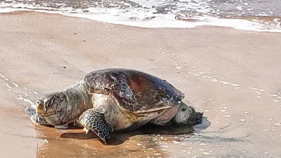 Forty Nine Turtles Found Dead Along West Godavari Coast, AP