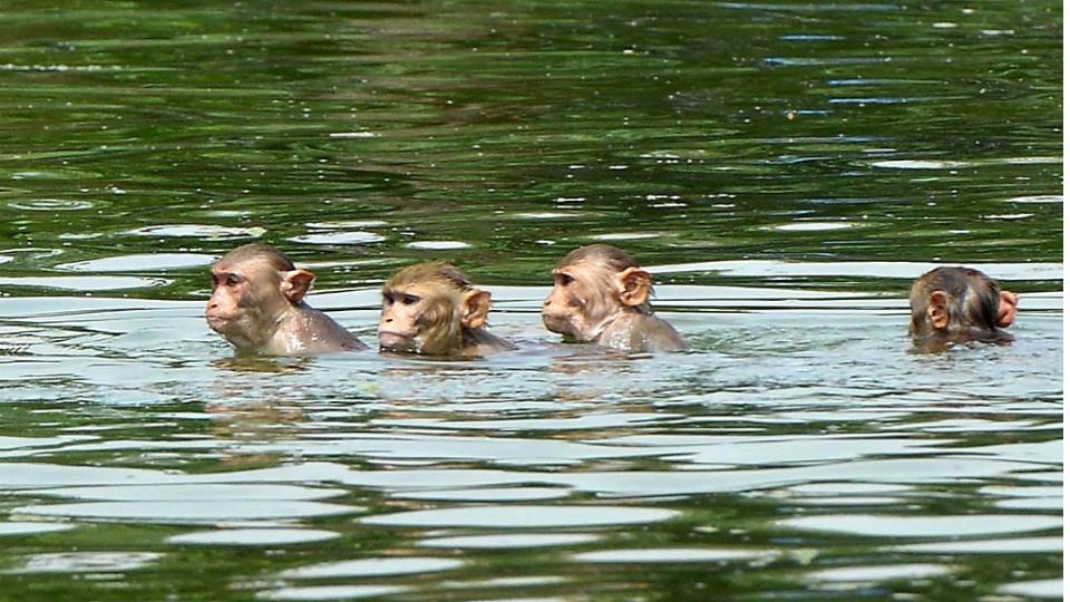 32 wild monkeys drown in irrigation well in bid to quench thirst in Jharkhand