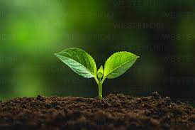 Uttarakhand to set new record planting over 5 lakh saplings to mark the Harela festival