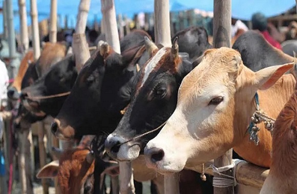 uttarakhandpolicetoenforce‘gangsteract’againstcowsmugglers