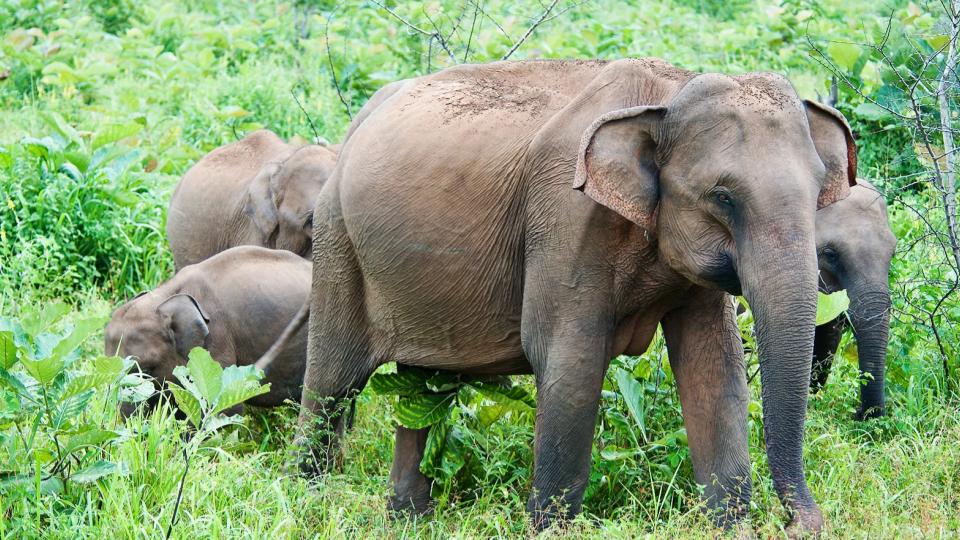 Wild Elephant Damages Two SUVs After Straying into Idukki, Keralam