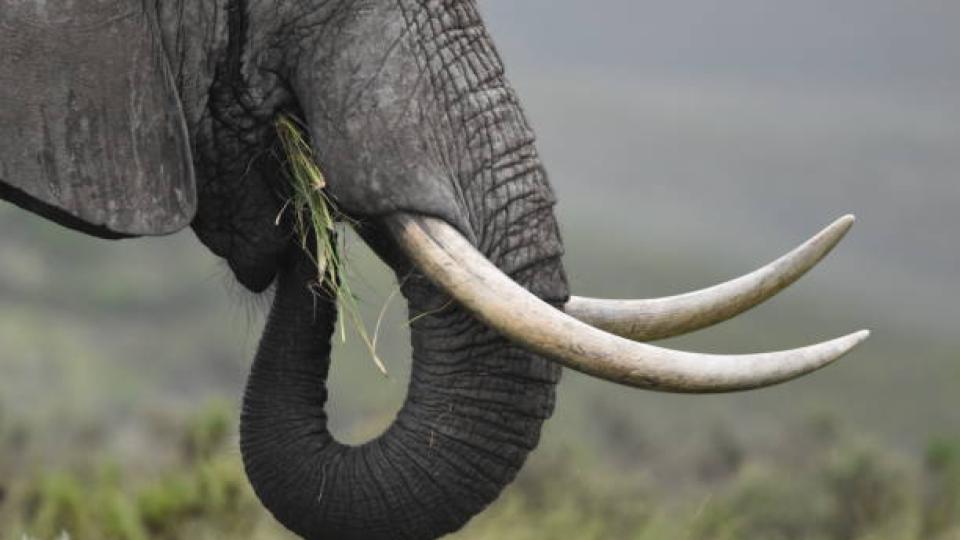 Elephant tusks of Rs 2 cr stolen from military camp in Kerala