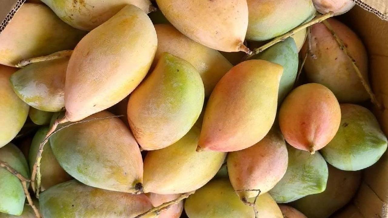 Karnataka CM urges AP CM to lift ban on totapuri mangoes