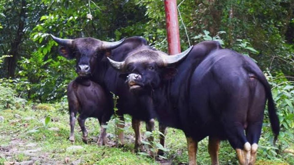 Over 200 Mithuns Dies Due to Foot-And-Mouth Disease in Arunachal