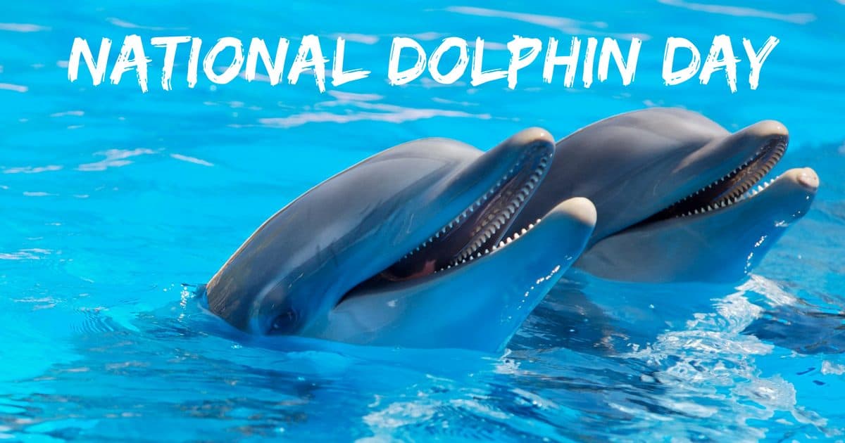 todayisnationaldolphinday
