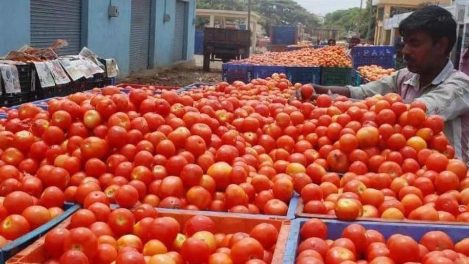 Tomato Prices Sharply Crashed across Rayalaseema
