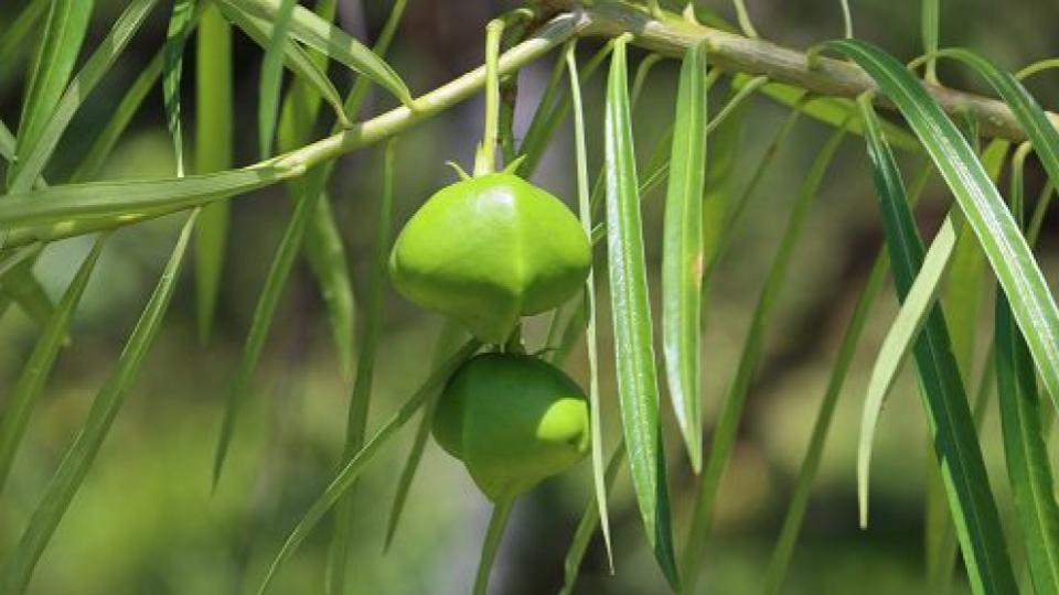 Three children die after consuming poisonous kaner fruit in Uttar Pradesh