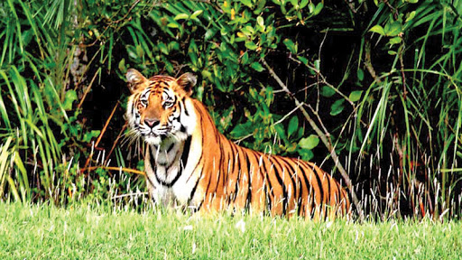 tigercensusbeginsinsundarbans