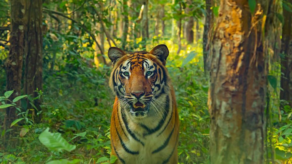 Forest officials on alert after Royal Bengal tiger spotted in HP forest