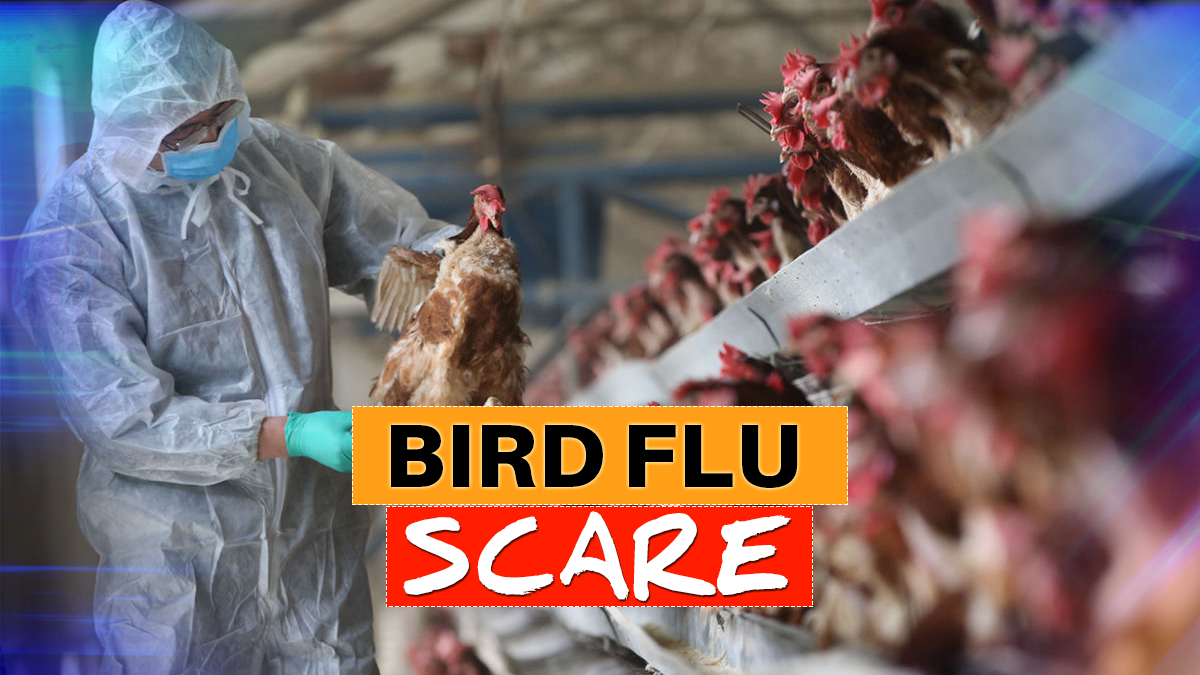 deathofover300birdsreportedinsixdistrictsofrajasthan