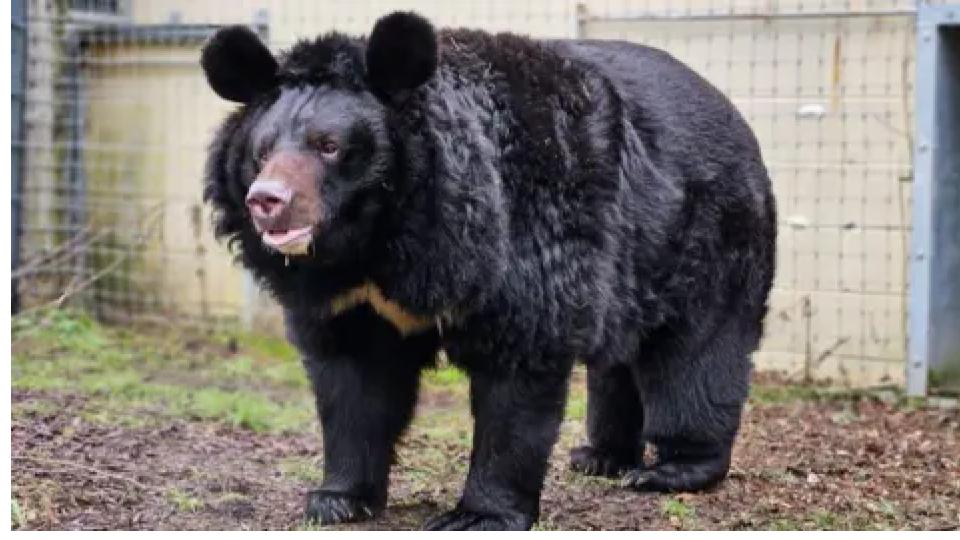 Bear Rescued from Village Well in Malkangiri, Odisha