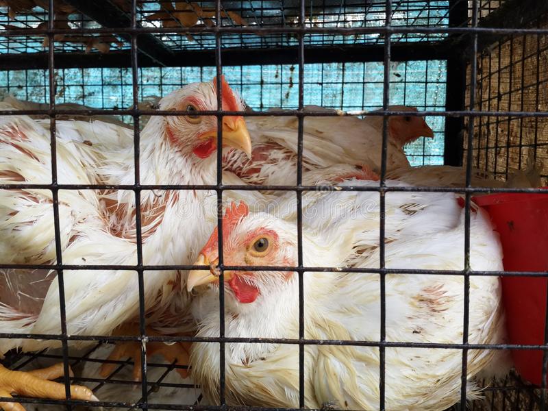 birdflu:mpgovtordersclosureofpoultryshopsintwodistricts