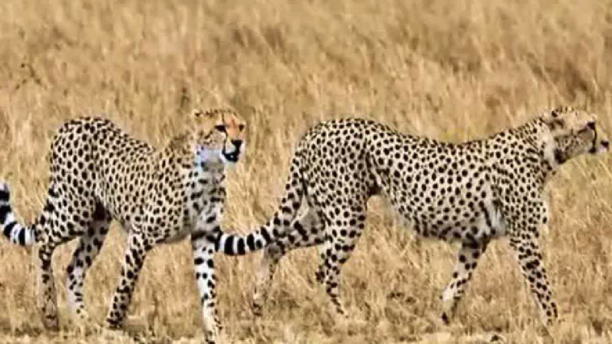 madhyapradeshcmdrmohanyadavreleasestwocheetahsingandhisagarsanctuary