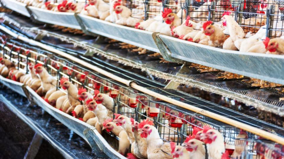andhrapradeshgovtbanstransportofchickensfrombirdfluhitdistricts
