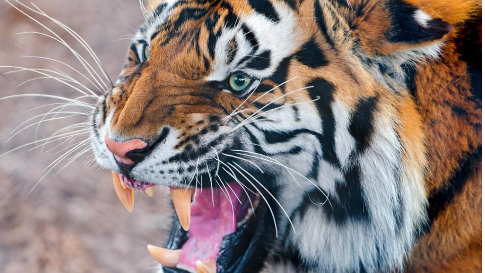 Tiger Kills Two Calves in Kakinda 