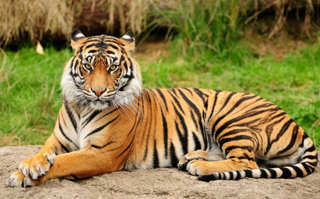 globaltigerdaybeingobservedtoday
