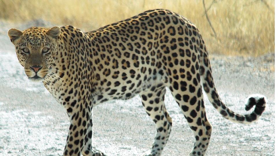 Leopard Kills Deer at Alipiri Toll Gate in Tirumala