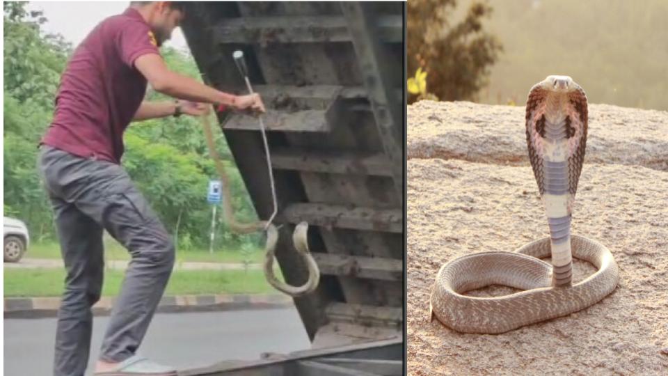Cobra Rescued after Getting Trapped Under Truck Tyre in Odisha