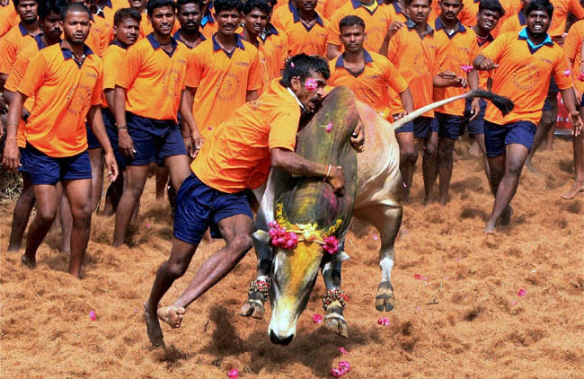 36injuredinjallikattuheldintamilnadusmaduraidistrictafter3yearsandmassiveprotests