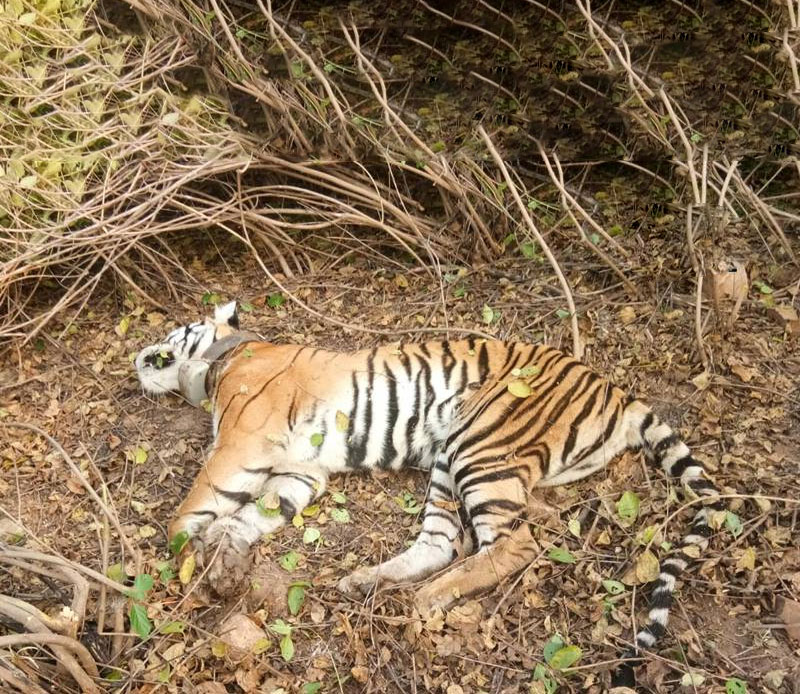 tigressfounddeadinthesawaldehforestareaofuttarakhand