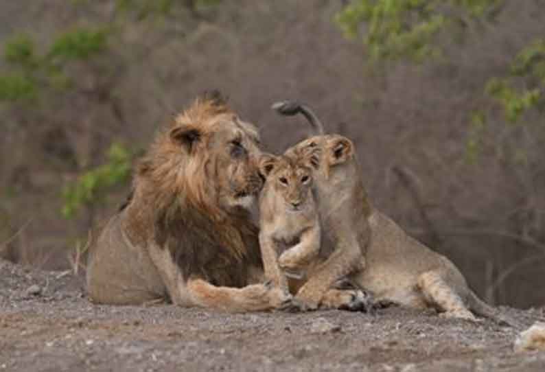 prakashjavadekarexpresseshappinessover29percentriseinpopulationofasiaticlions
