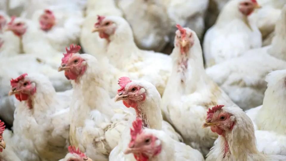 Poultry farms tighten biosecurity in Tamil Nadu 
