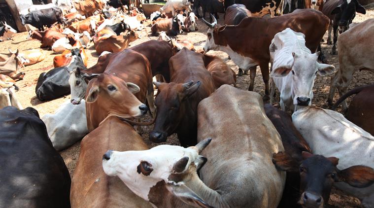 rajasthan:suspectedcowsmugglergunneddowninalwar