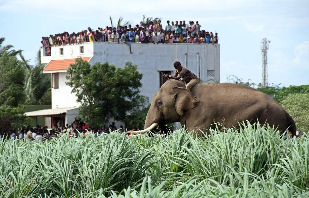 tuskerrunsamokkills4nearcoimbatore