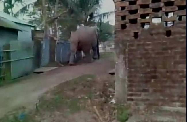 elephantstraysintowbtowndamagesmanyhouses