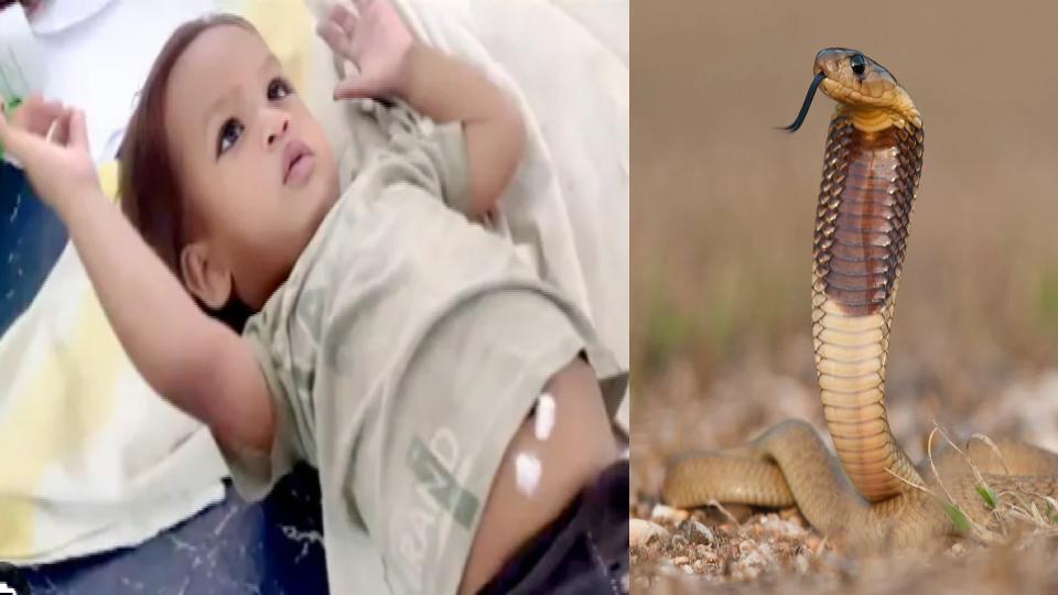 Toddler bites cobra snake to death in Bihar, survives incident
