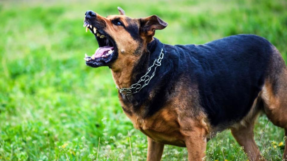 Delhi man sets pet dog on neighbour after quarrel over parking, 6 injured