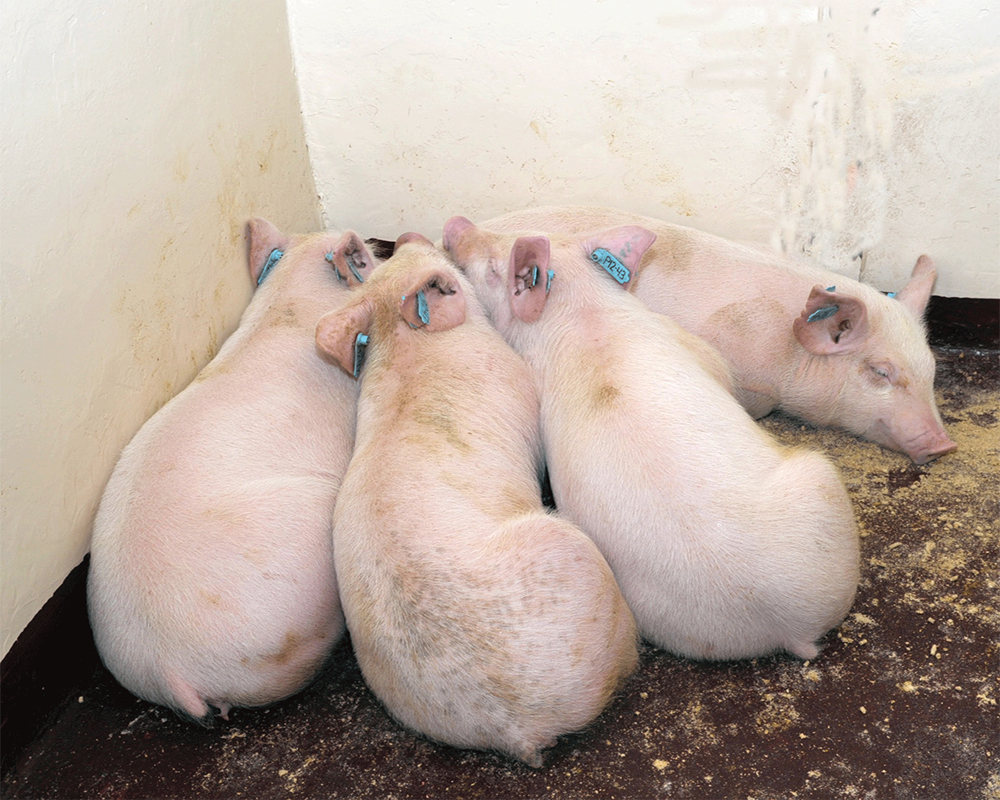 keralagovttoculldown300pigsafterafricaswinefeverreportedinwayanad