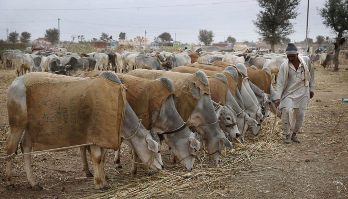 muslimintellectualsbodyforsupportofbanoncowslaughter