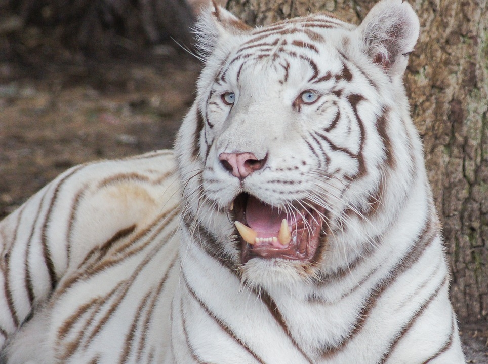 whitetigerkumaridiesat19inindiragandhizoovisakhapatnam