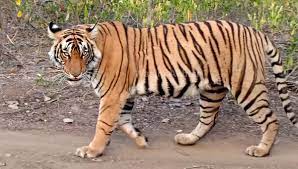 numberoftigersinrajasthancrosses100:gehlot