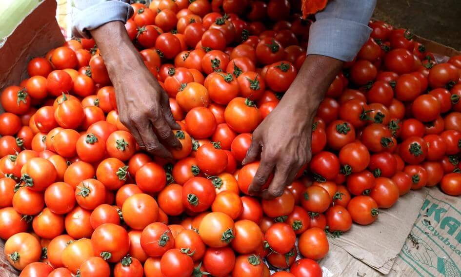 tomatoestobesoldatrs50perkgfromaugust15