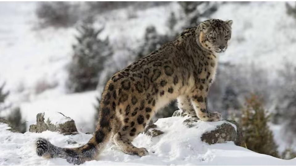 Ladakh to launch India’s first high-altitude wildlife safari