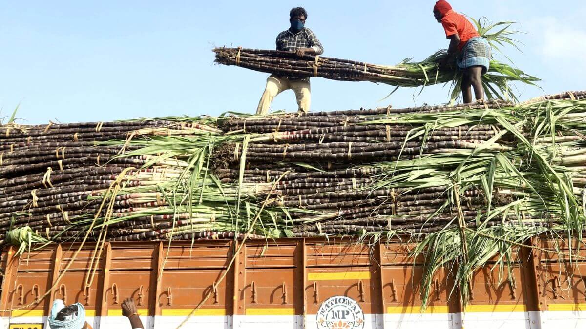 Govt hikes sugarcane procurement price by Rs 25 to Rs 340 per quintal