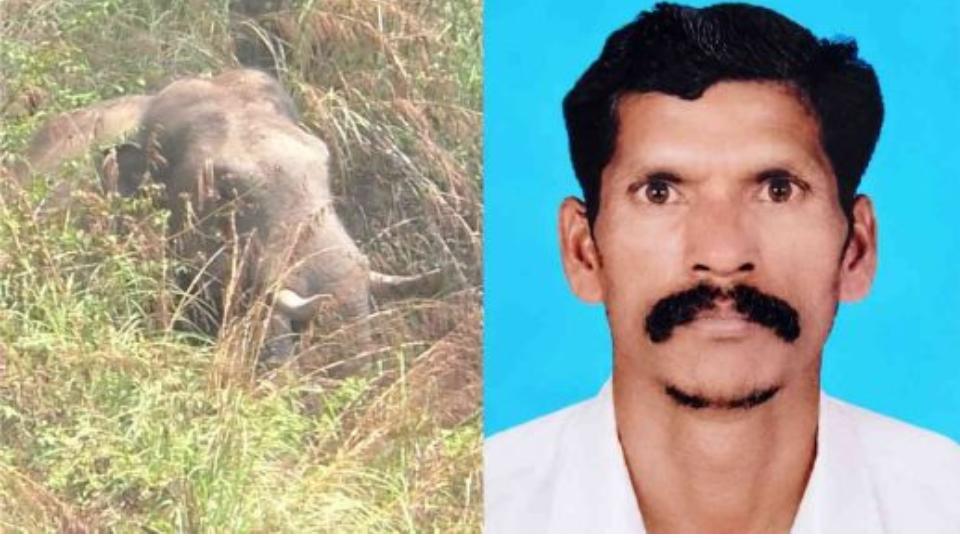 Wild Jumbo Chakkakkomban Kills Tribal Man in Idukki, Kerala
