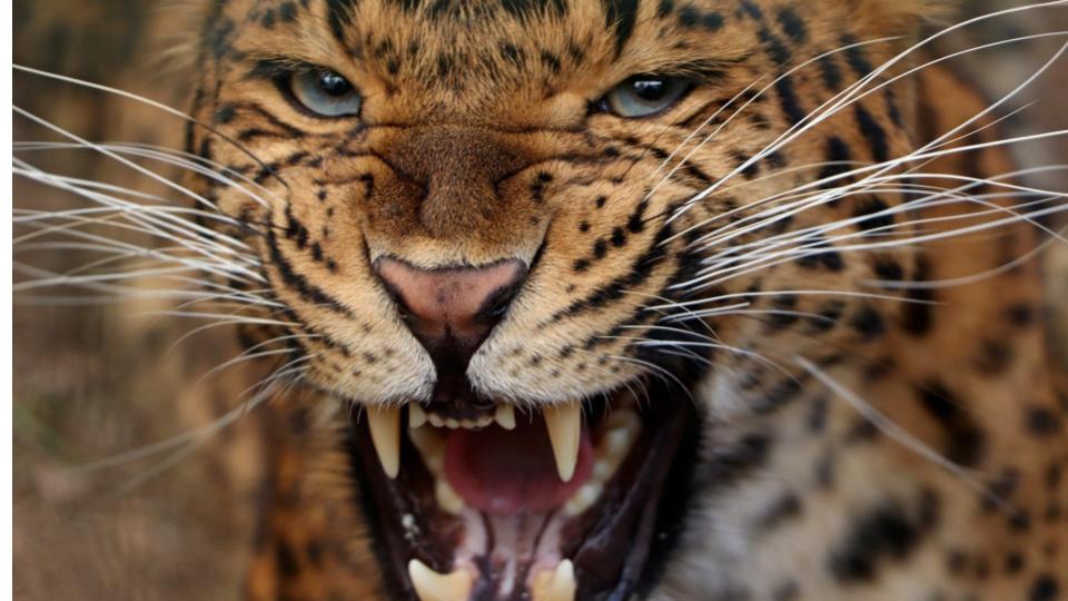 45-year-old woman survived a leopard attack in Maharashtra