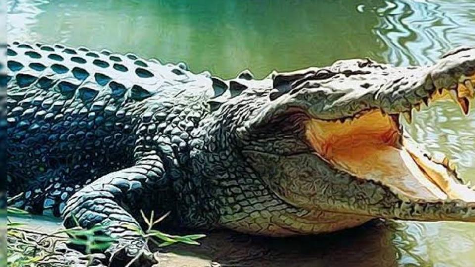 Six-foot crocodile rescued from drain near Kurukshetra village, Haryana