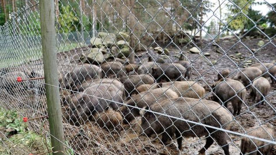 Farmer Pays Up Rs 5 Lakh As Compounding Fee In Ooty For Keeping Wild Boars Away