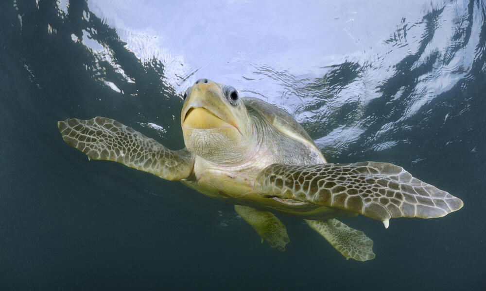 Coast Guard’s ‘Operation Olivia’ shields 8-lakh olive Ridley turtles on Odisha’s Gahirmatha coast