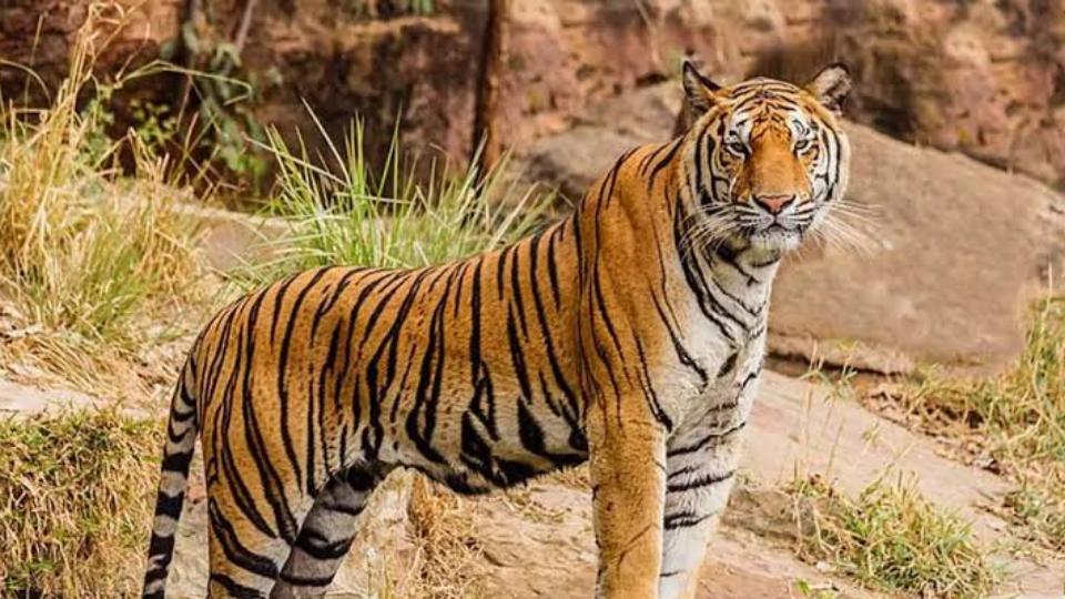 Kawal Tiger Reserve hosts nature walk to promote wildlife conservation