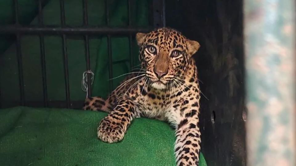 leopardrescuedsafelyfromsvveterinaryuniversityintirupati