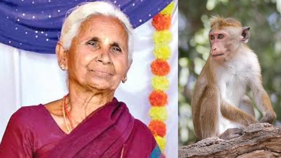 Elderly Woman Dies in Monkey Attack in Kakinada