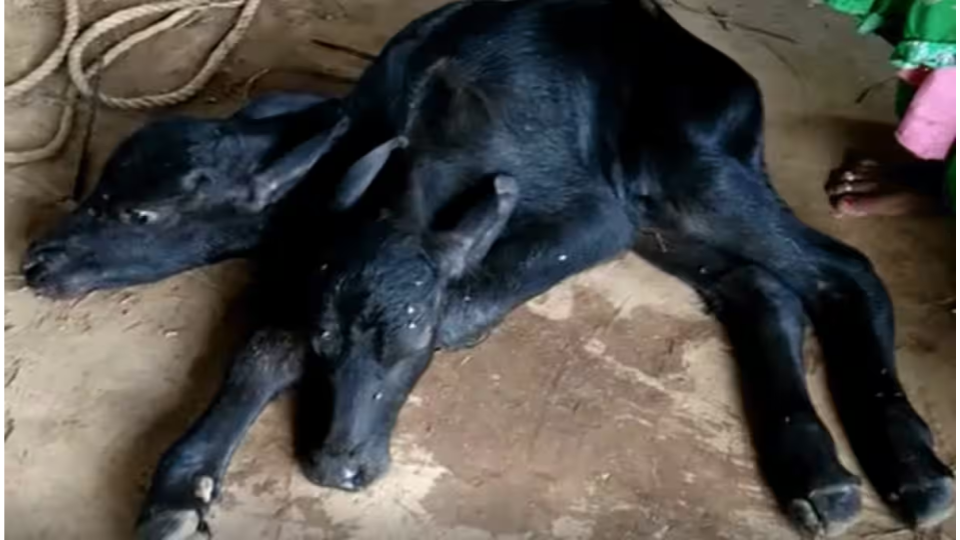 Rare Two-Headed Buffalo Calf Born in Maharashtra
