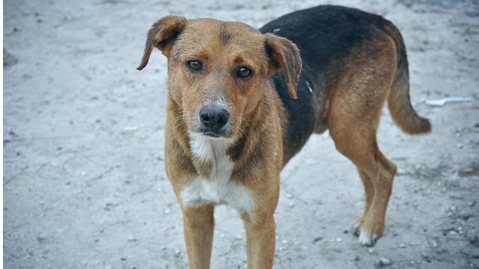 Stray dog beaten to death by residents in Thrissur for killing elderly woman