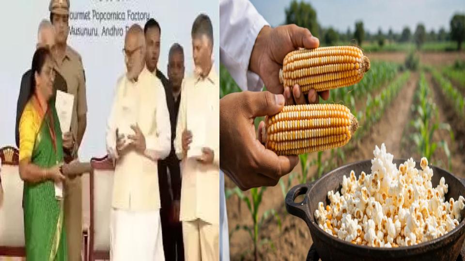 Radhakrishnan, Naidu Unveil Non-GMO Popcorn Hybrid Seeds in Eluru